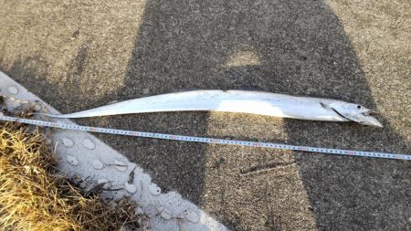 おせちの刺身ゲット！