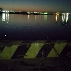 久しぶりのサビキ