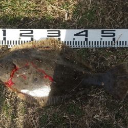 やっとドラゴンに出会えました。