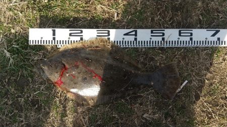 やっとドラゴンに出会えました。