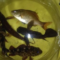 三春岸壁にてちょい投げ釣り❗️