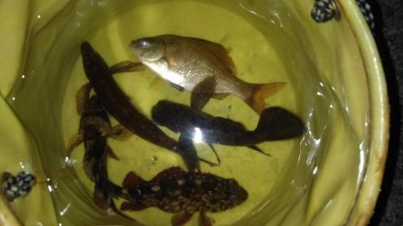 三春岸壁にてちょい投げ釣り❗️