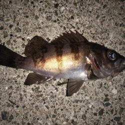 久しぶりの20cmオーバー