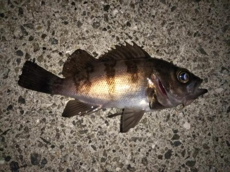 久しぶりの20cmオーバー