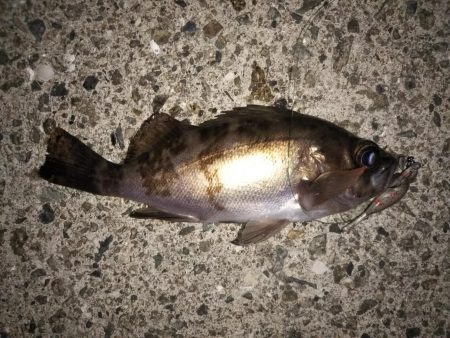 クリア レッドFlk.カラー大当たり