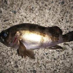 月明かりが邪魔?