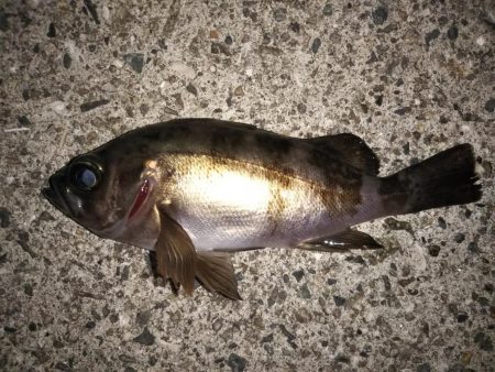 月明かりが邪魔?