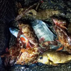 ボトムべったり