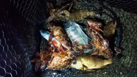 ボトムべったり