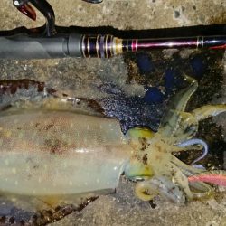 対馬エギング釣果…③