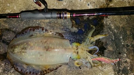 対馬エギング釣果…③