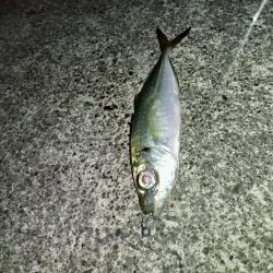 ☆年明け初釣行☆