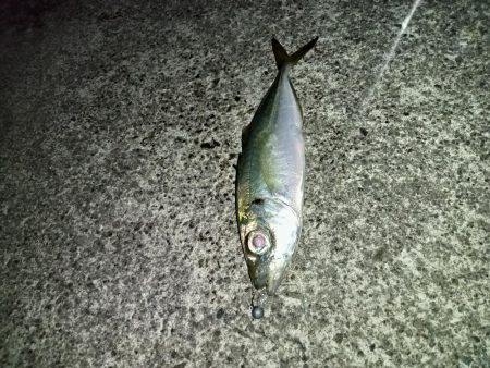 ☆年明け初釣行☆