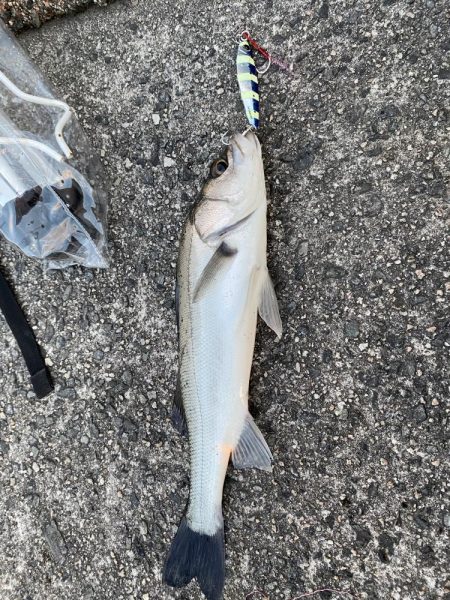 サワラサイズ狙い！