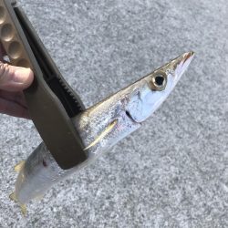 朝マズメのカマス釣り