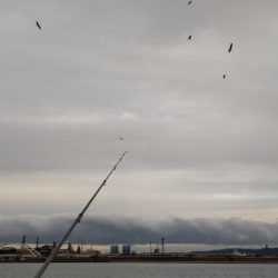 コノシロパターン