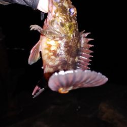 激渋メバリング