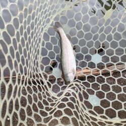 今年最後の釣行は管釣り。でも渋かった！