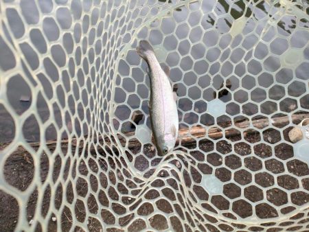 今年最後の釣行は管釣り。でも渋かった！