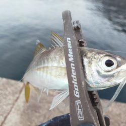 泳がせでハマチ