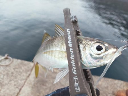 泳がせでハマチ