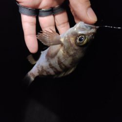 新春メバリング