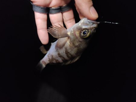 新春メバリング