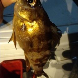 アジ狙いでメバル