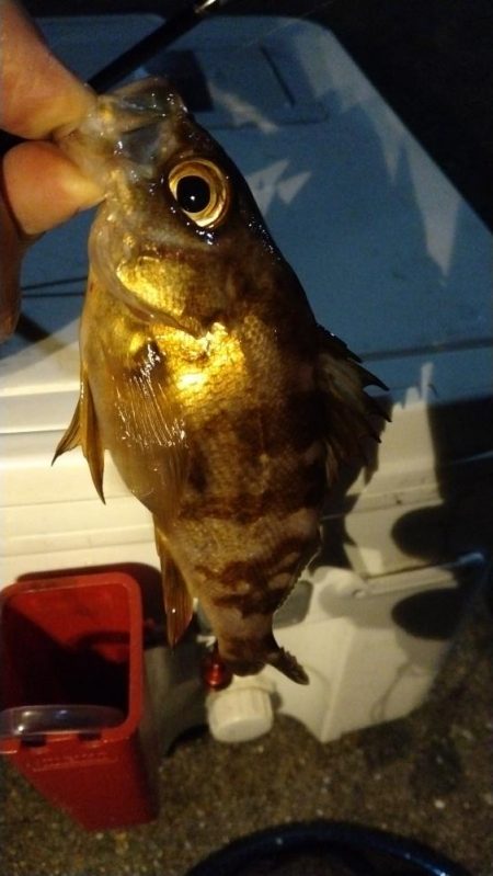 アジ狙いでメバル