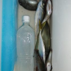 気温も釣果も寒く