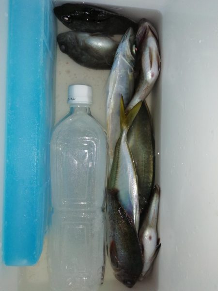 気温も釣果も寒く