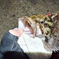 2022/01/01 南港ヘチ釣り