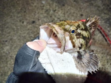 2022/01/01 南港ヘチ釣り