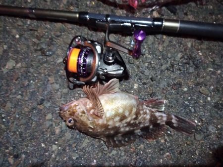 2022/01/02 南港ライトゲーム釣行…