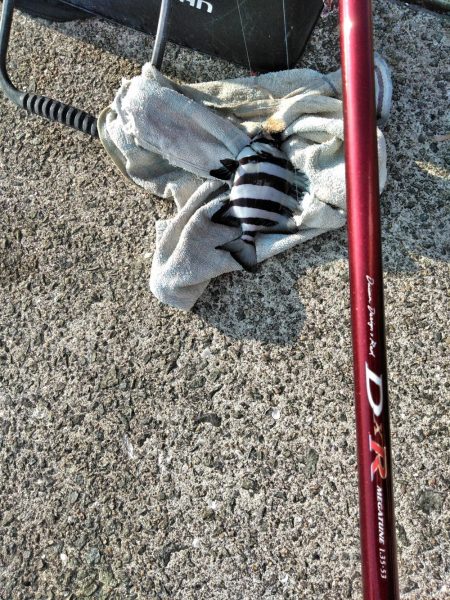 フカセ‥最高ですネ・・風強・・