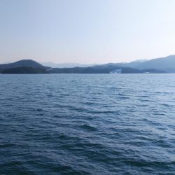 白杉サゴシ続報