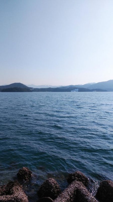 白杉サゴシ続報