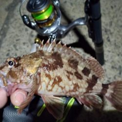 2022/01/04 南港ライトゲーム釣行