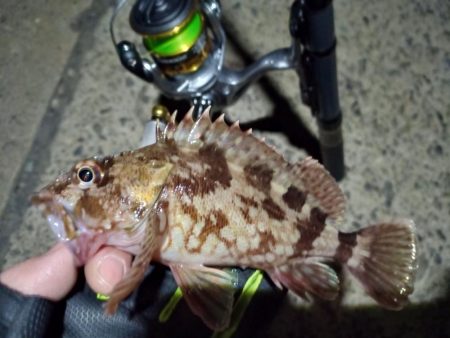 2022/01/04 南港ライトゲーム釣行