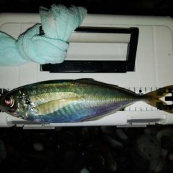 (尺アジ)フロートゲーム