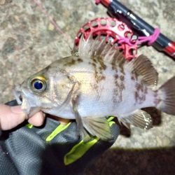 2022/01/05 南港ヘチ釣り