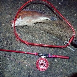 2022/01/07 南港ヘチ釣り