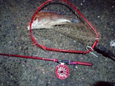 2022/01/07 南港ヘチ釣り