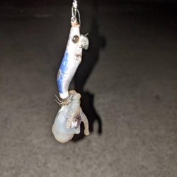 ヒイカと耳イカちゃん