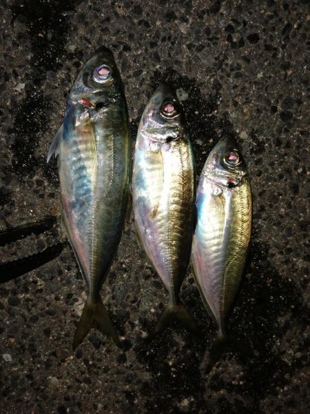 メバル釣りに？