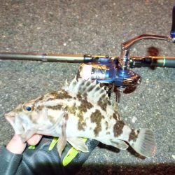 2022/01/08 南港ライトゲーム釣行