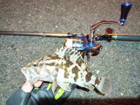 2022/01/08 南港ライトゲーム釣行