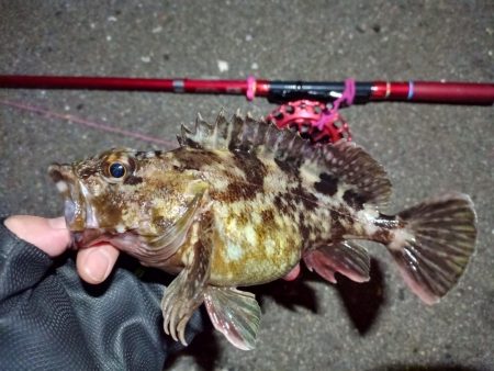 2022/01/09 南港ヘチ釣り