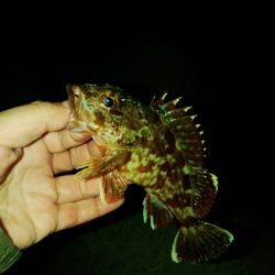 (尺アジ)フロートゲーム