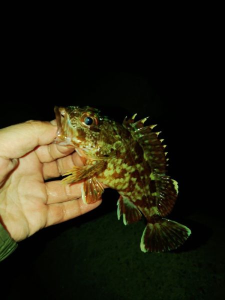 (尺アジ)フロートゲーム